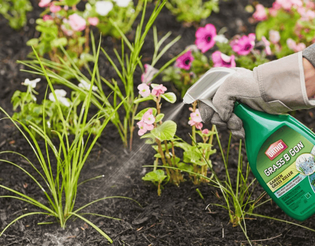 Gloved hand spraying Ortho Grass-B-Gon around pink flowers and new shoots in a mulch bed, demonstrating spot weed control.