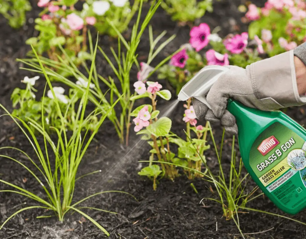 Person using Ortho Grass B Gon to spray targeted weed control on flowerbed with pink and white flowers, promoting healthy lawn care and maintenance.