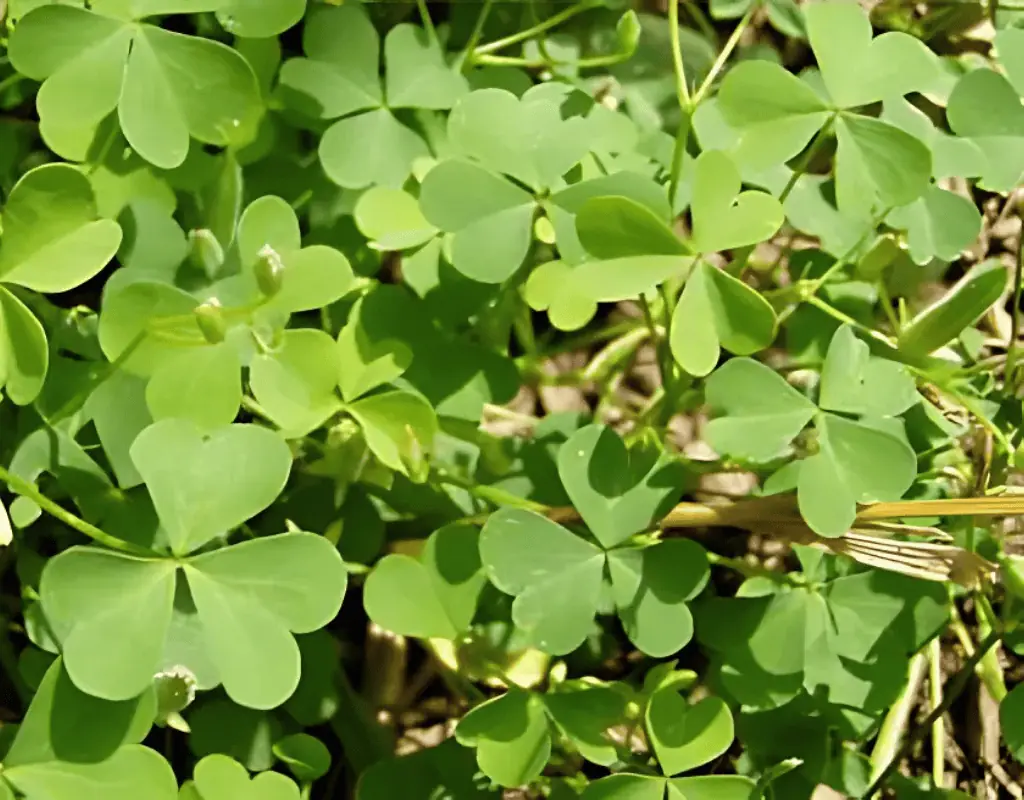 Dense patch of clover leaves carpeting a yard edge, the type of broadleaf weed WeedPro eliminates with targeted herbicide applications.