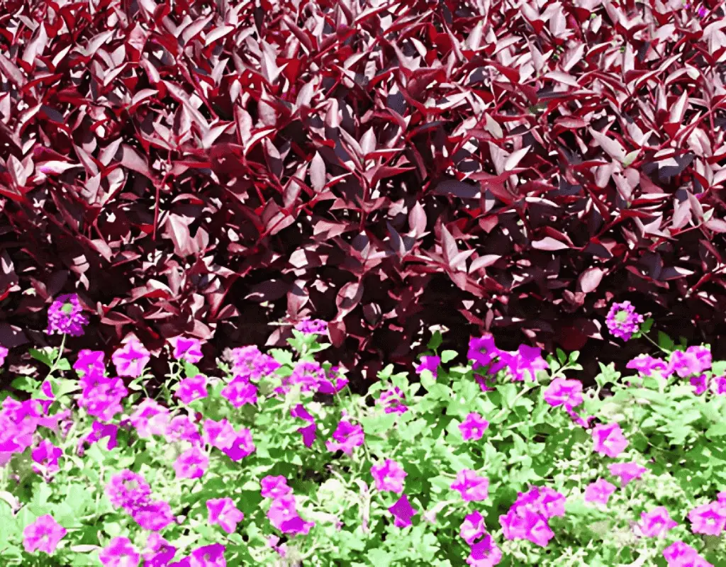 A healthy flower border with deep burgundy shrubs and magenta blooms, fully hydrated by professional irrigation.