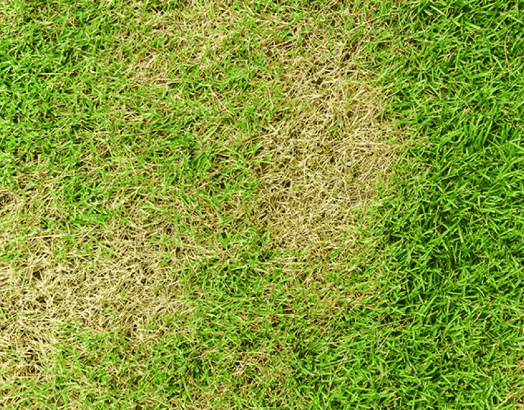 Split-lawn shot showing thin, brown grass on one side and lush, green turf on the other, illustrating the rejuvenating effect of liquid aeration.