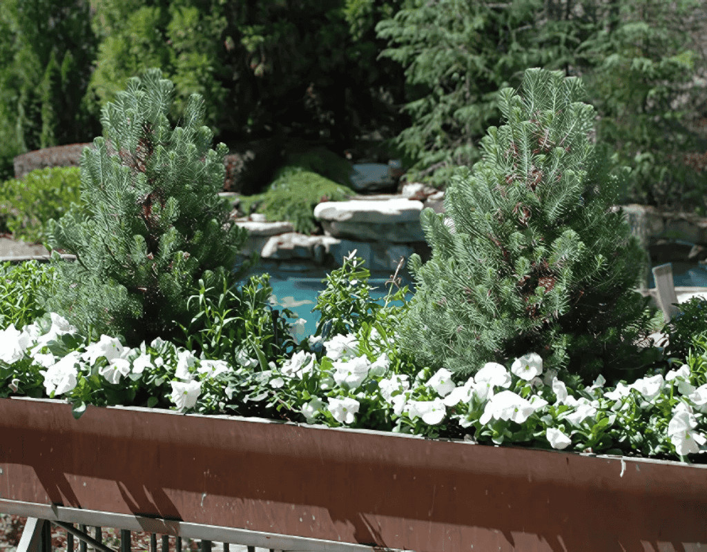 Two long, rust-colored planters filled with white petunias and miniature pine trees beside a yard, illustrating outdoor areas protected by perimeter mosquito treatments.
