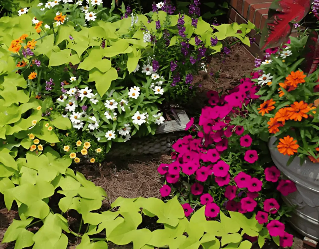 A landscaped bed of sweet potato vine, daisies, and petunias, thriving under evenly distributed sprinkler coverage.