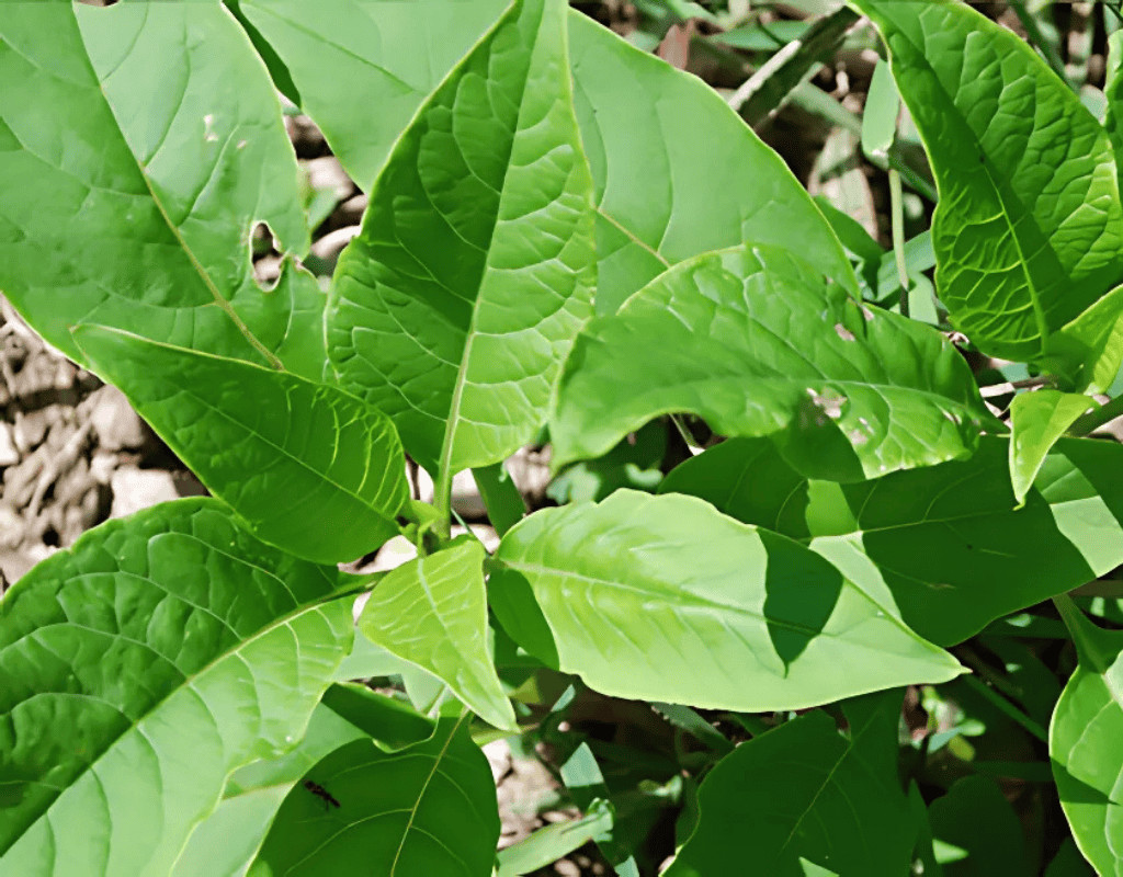 Close-up of broadleaf weeds (likely poison ivy) with vibrant green leaves, the type of aggressive growth prevented by proactive treatments.