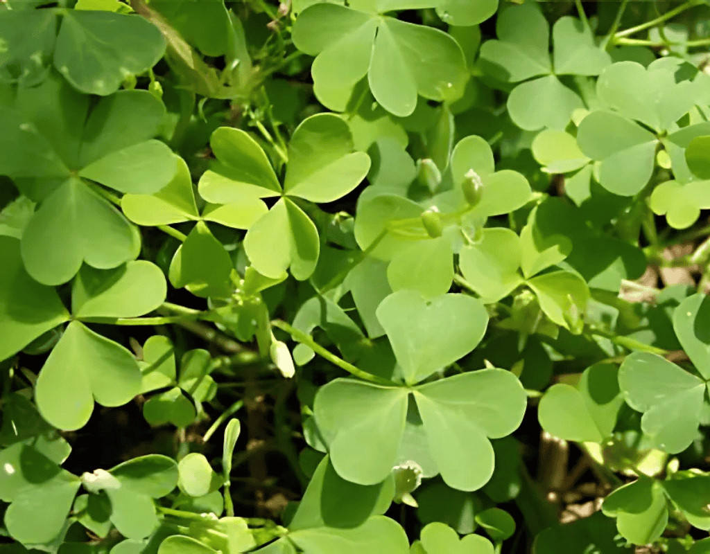 Thick mat of clover leaves spreading across soil, the type of broadleaf weed WeedPro prevents in lawns.