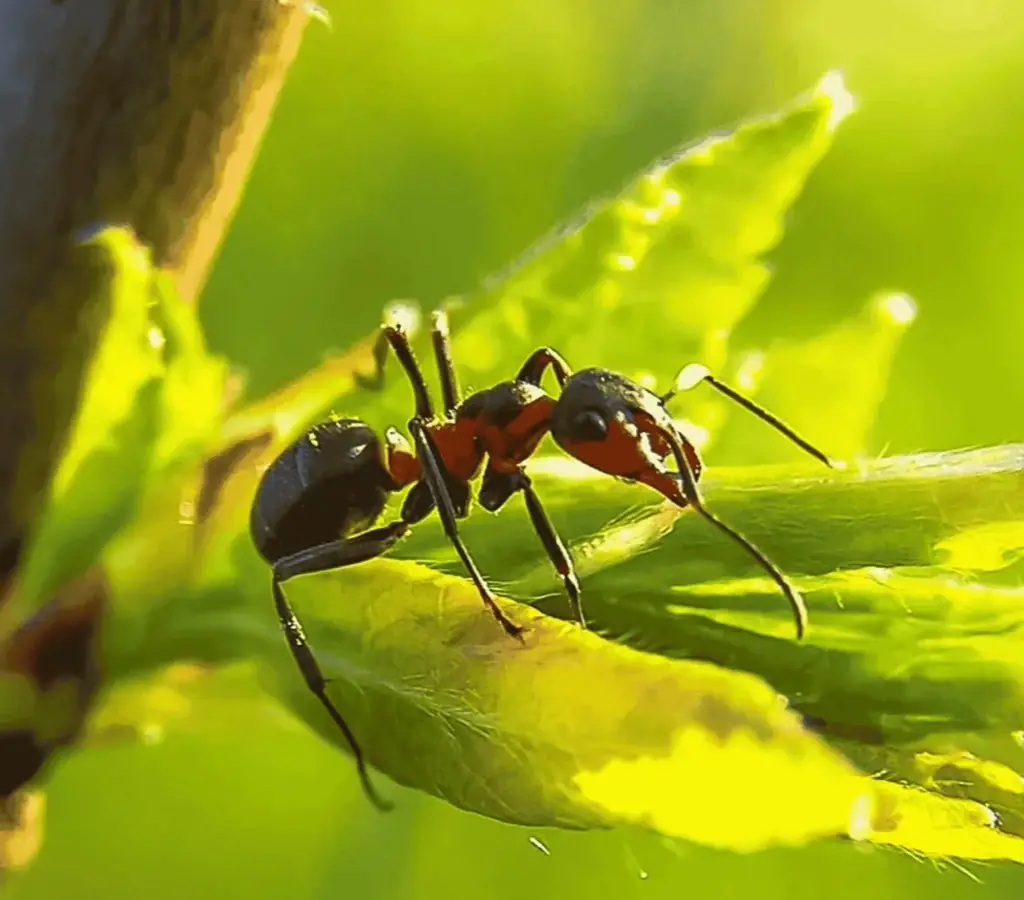 Macro shot of a red fire ant on a fresh green leaf, highlighting the pest species targeted in our fire-ant control service.