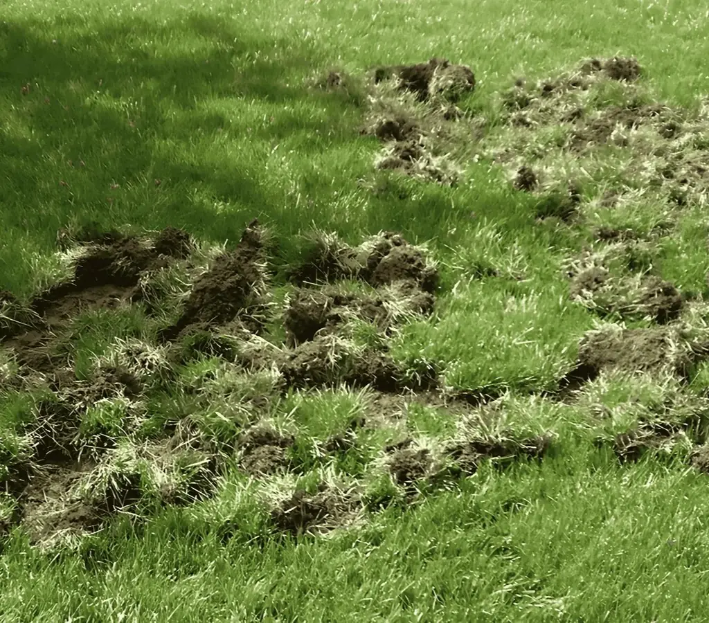 Grass uprooted in irregular clumps, showing damage caused by subterranean grub feeding.