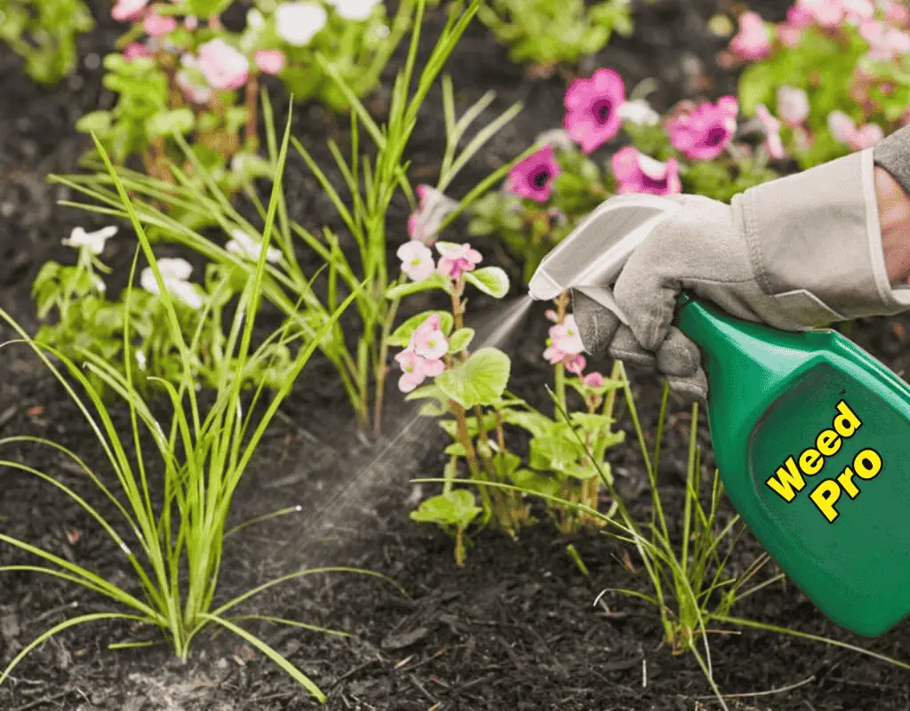 Technician applying targeted weed control spray in a mulch flower bed in Atlanta, GA as part of WeedPro’s Weed Control for Flower Beds service.