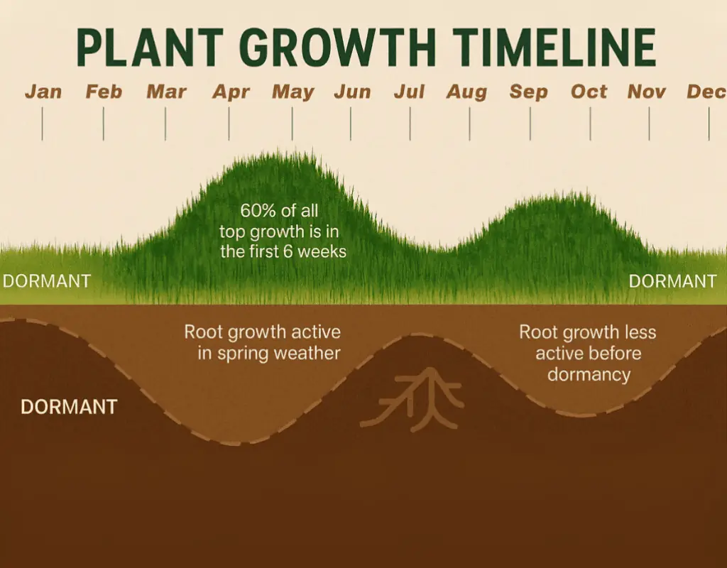 Timeline graphic showing optimal application windows for Plant Growth Regulators in Atlanta, GA lawns.
