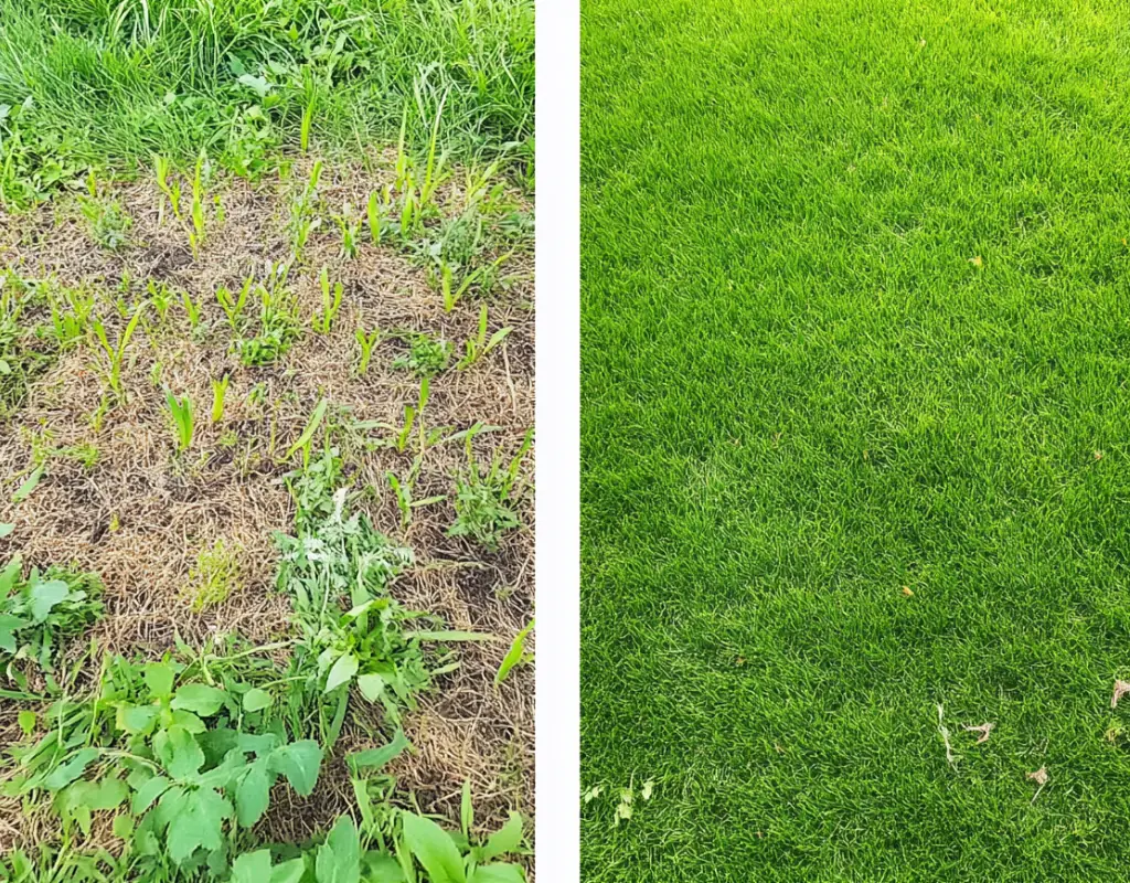Side-by-side before and after comparison of a weedy patch and a lush green lawn in Atlanta, GA demonstrating the effectiveness of WeedPro’s Weed Eliminator Program.