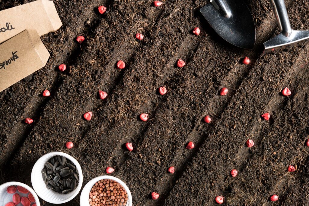 Aeration and Seeding