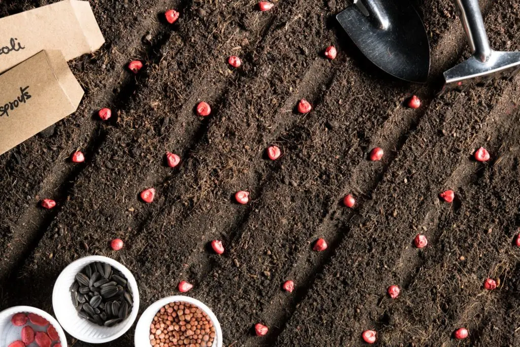 Aeration and Seeding