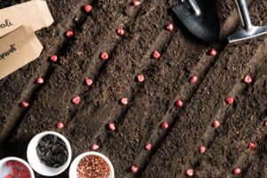 Aeration and Seeding