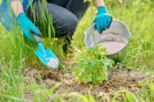 Lawn Fertilizer