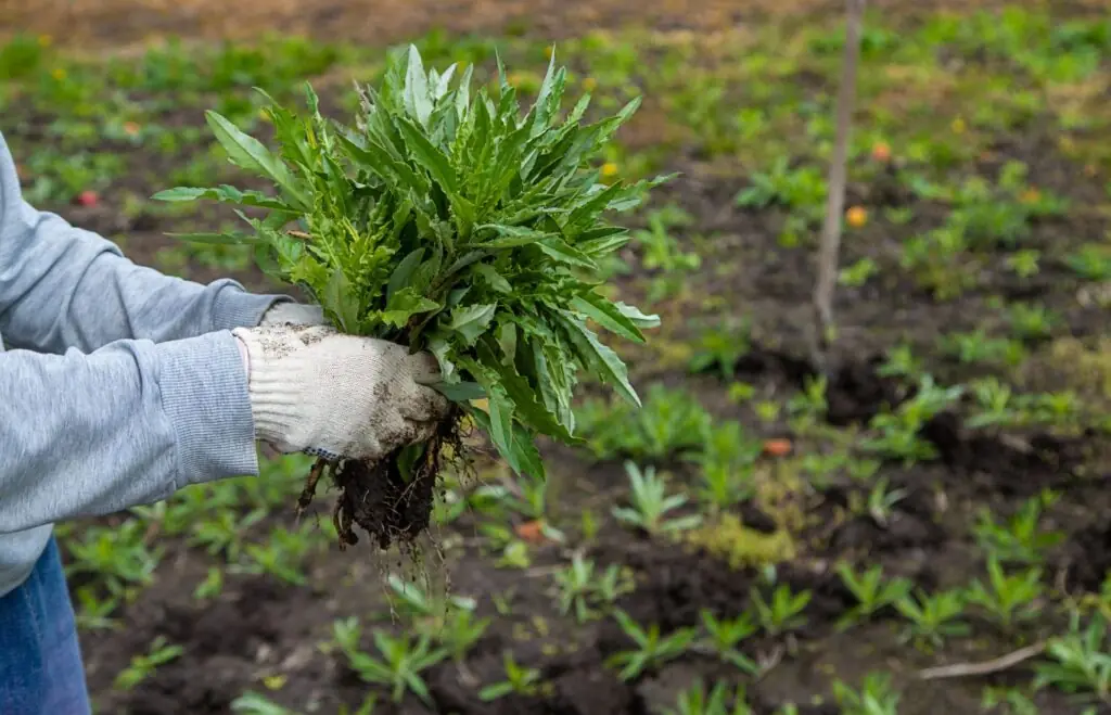 Weed Control