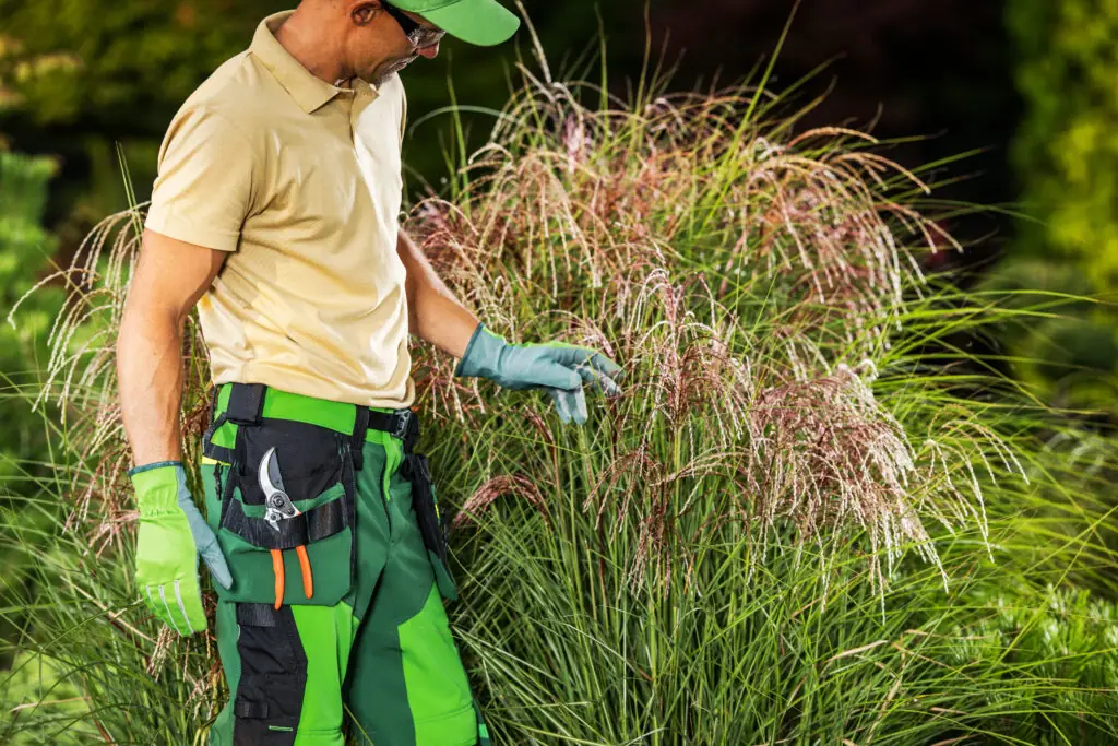 Weed Control in Atlanta
