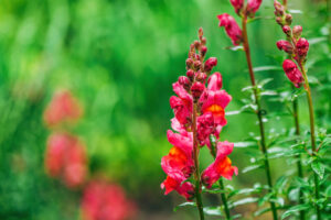winter flowers