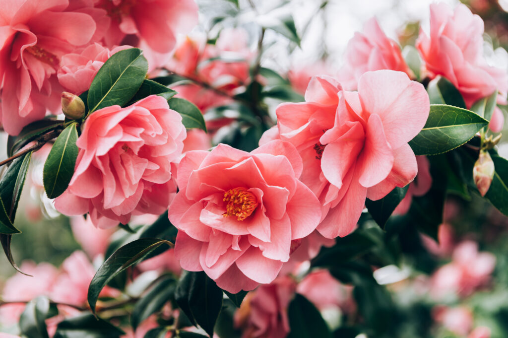 winter flowers