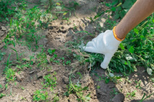 A hand removes weeds in the garden. Gardening concept.