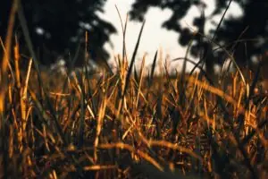 How To Fertilize Warm Season Grasses In Georgia