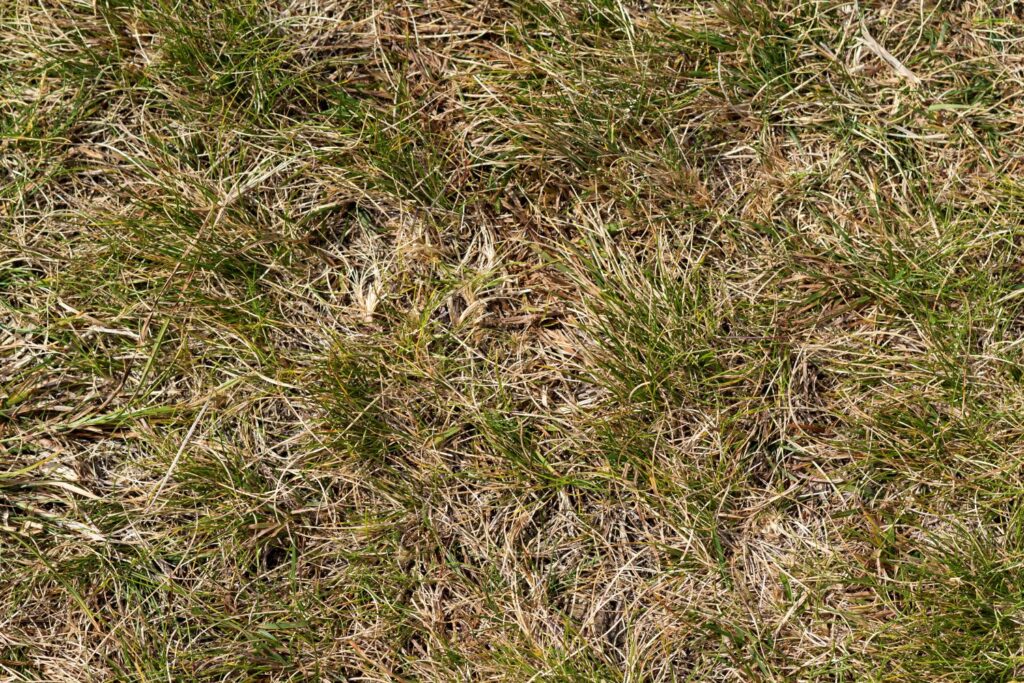Burnt Grass