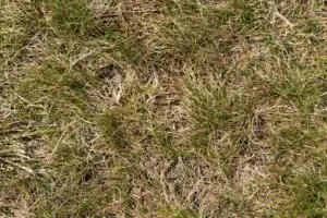 Burnt Grass