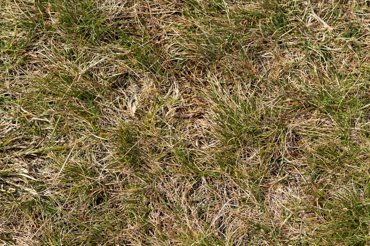Burnt Grass