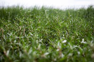 Zeon Zoysia