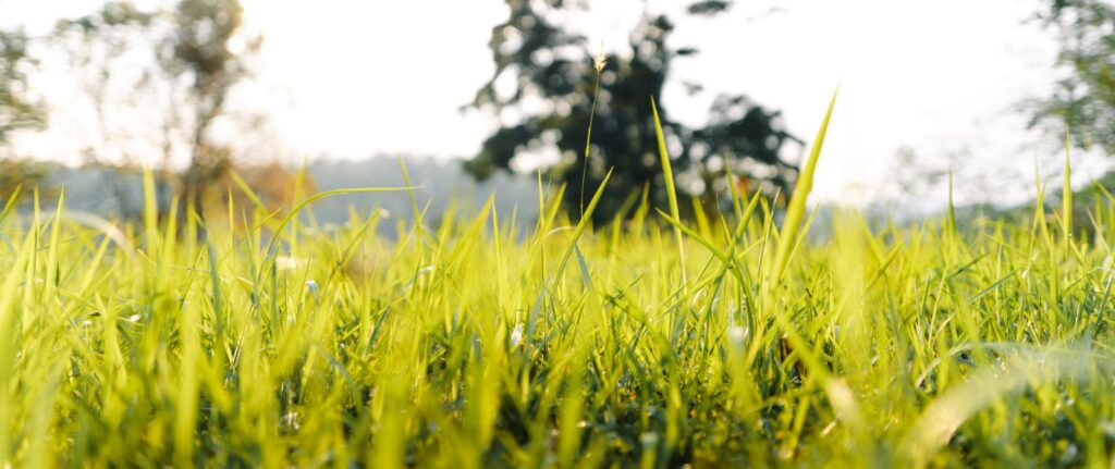 Zeon Zoysia