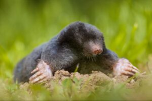Mole Control
