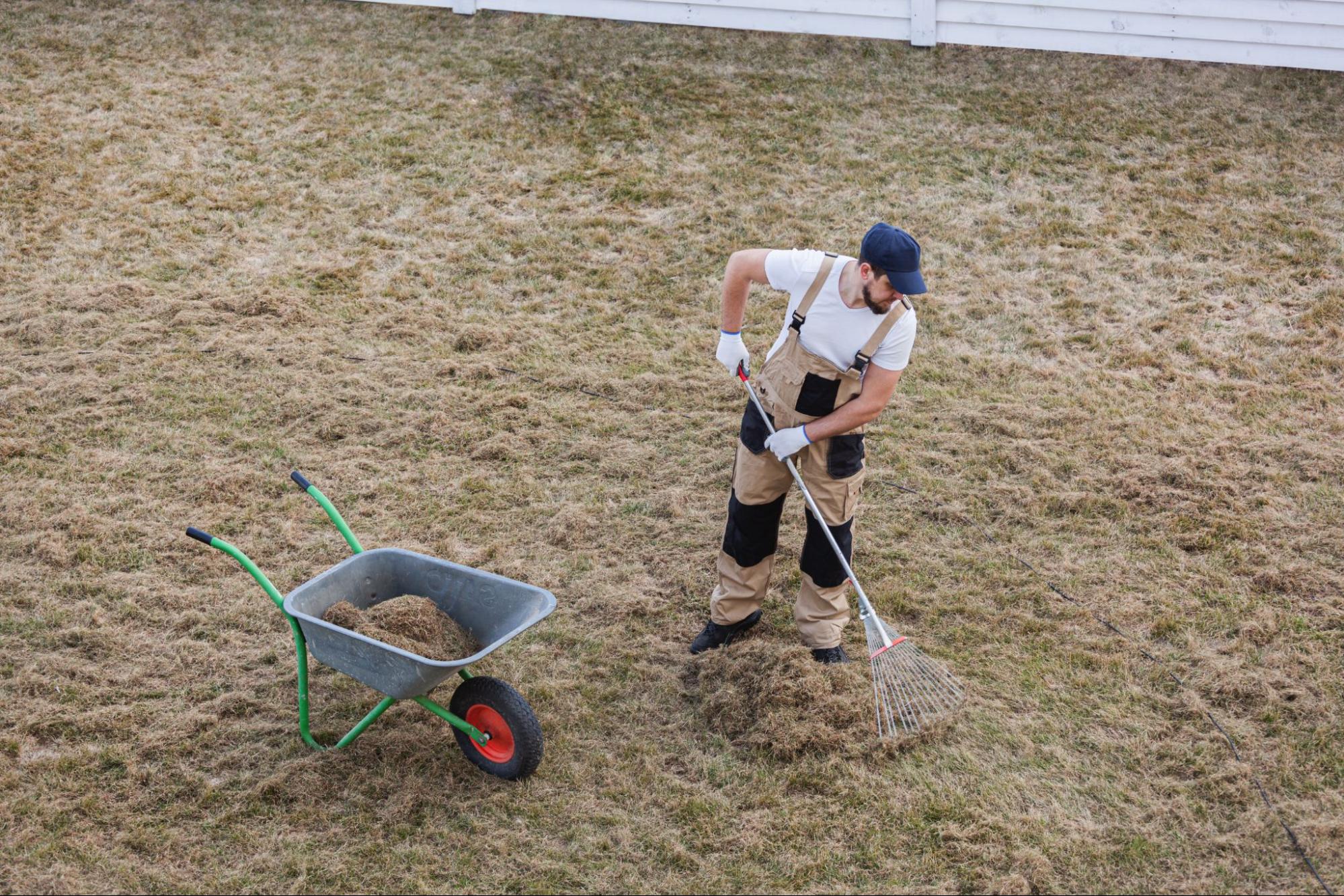 Lawn Issues in Alpharetta