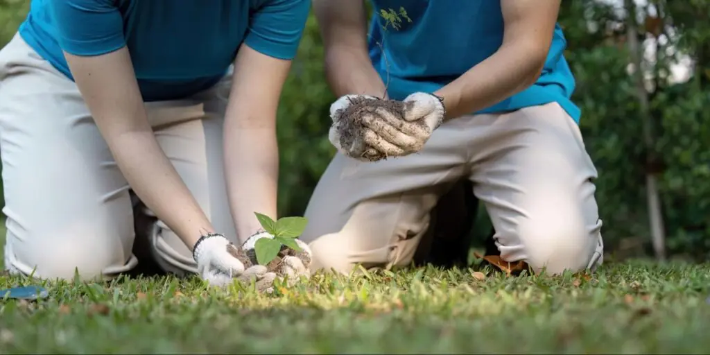 Lawn Repair