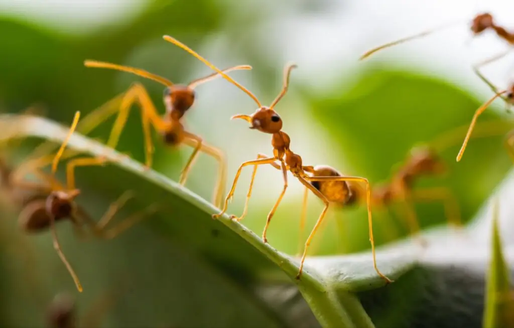 fire ant