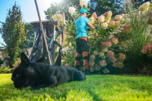 Lawn Care