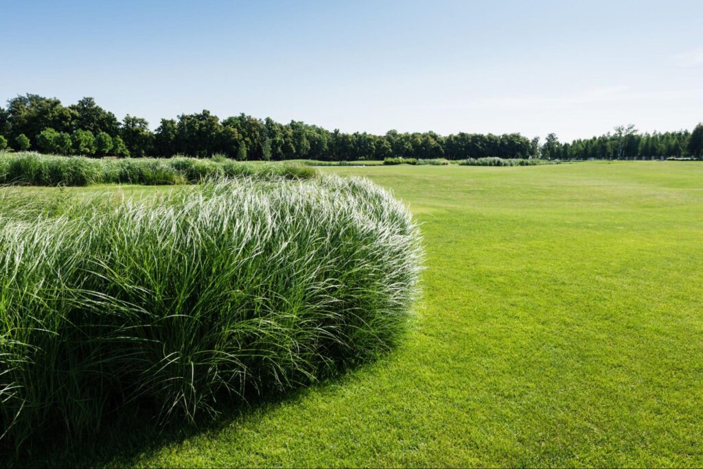 Zeon Zoysia