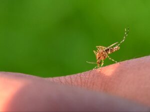 Mosquito Control in Alpharetta