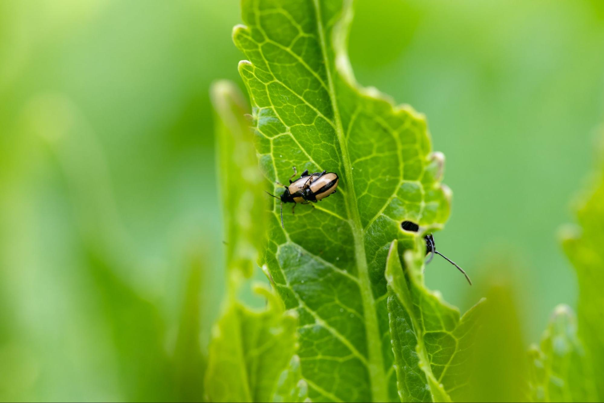 Pest Control