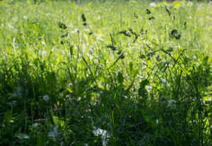 Mosquito Control in Alpharetta