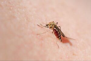 Mosquitoes in Alpharetta