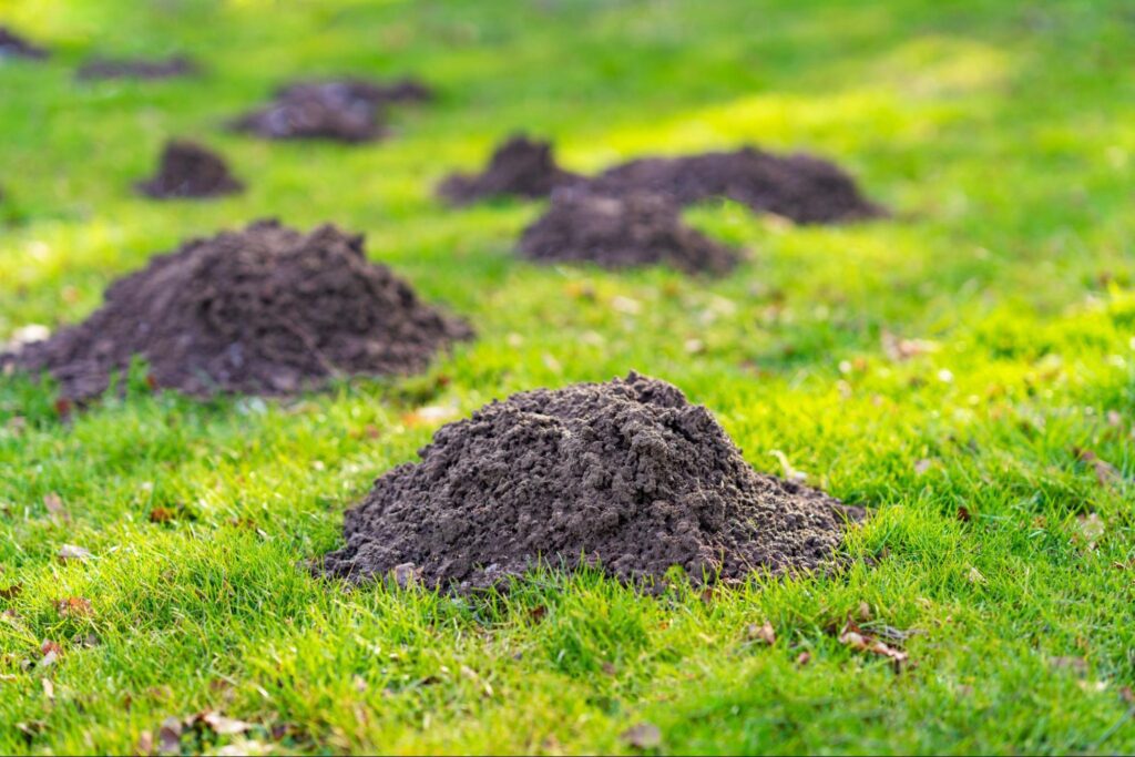 Moles