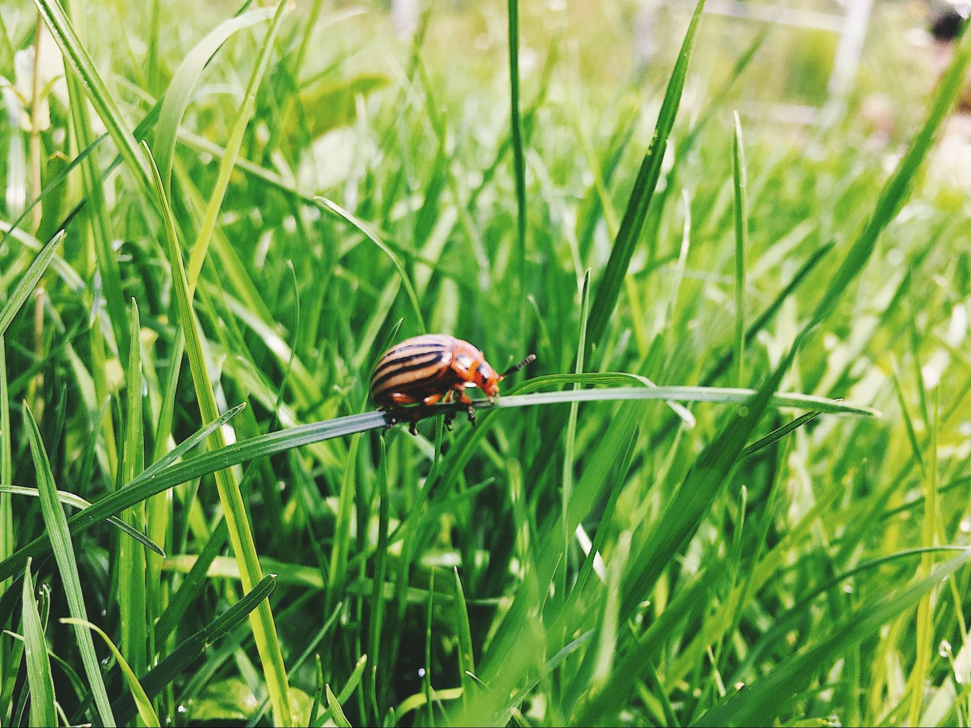 Atlanta Lawn