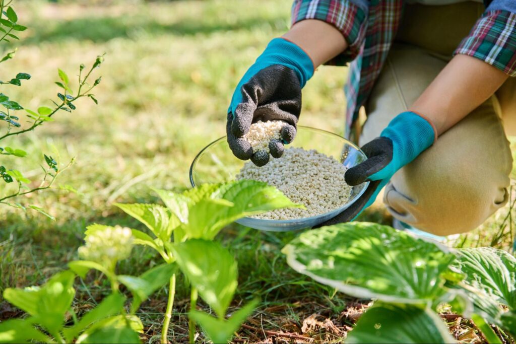 Lawn Fertilization