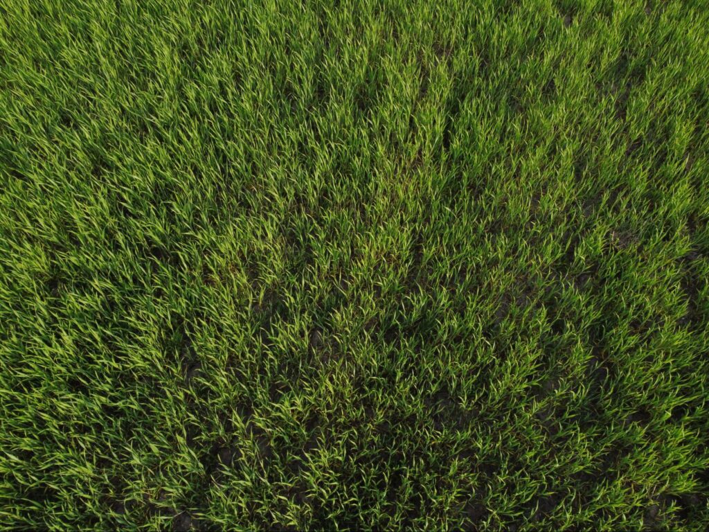 Zeon Zoysia