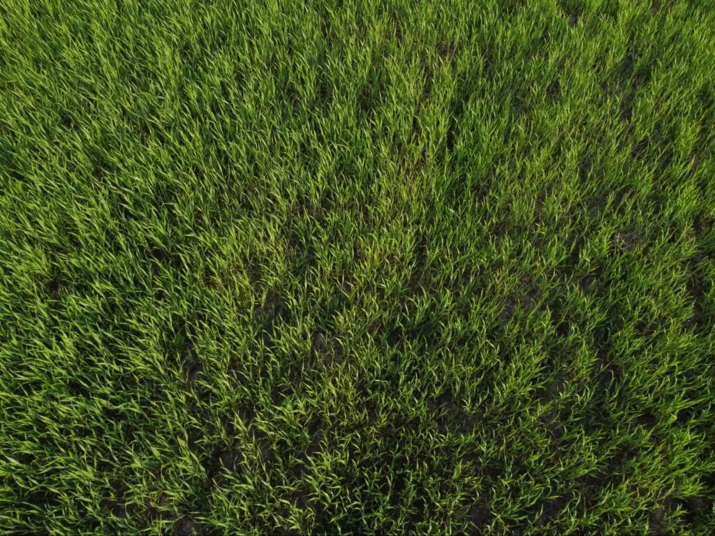 Zeon Zoysia