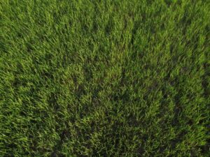 Zeon Zoysia
