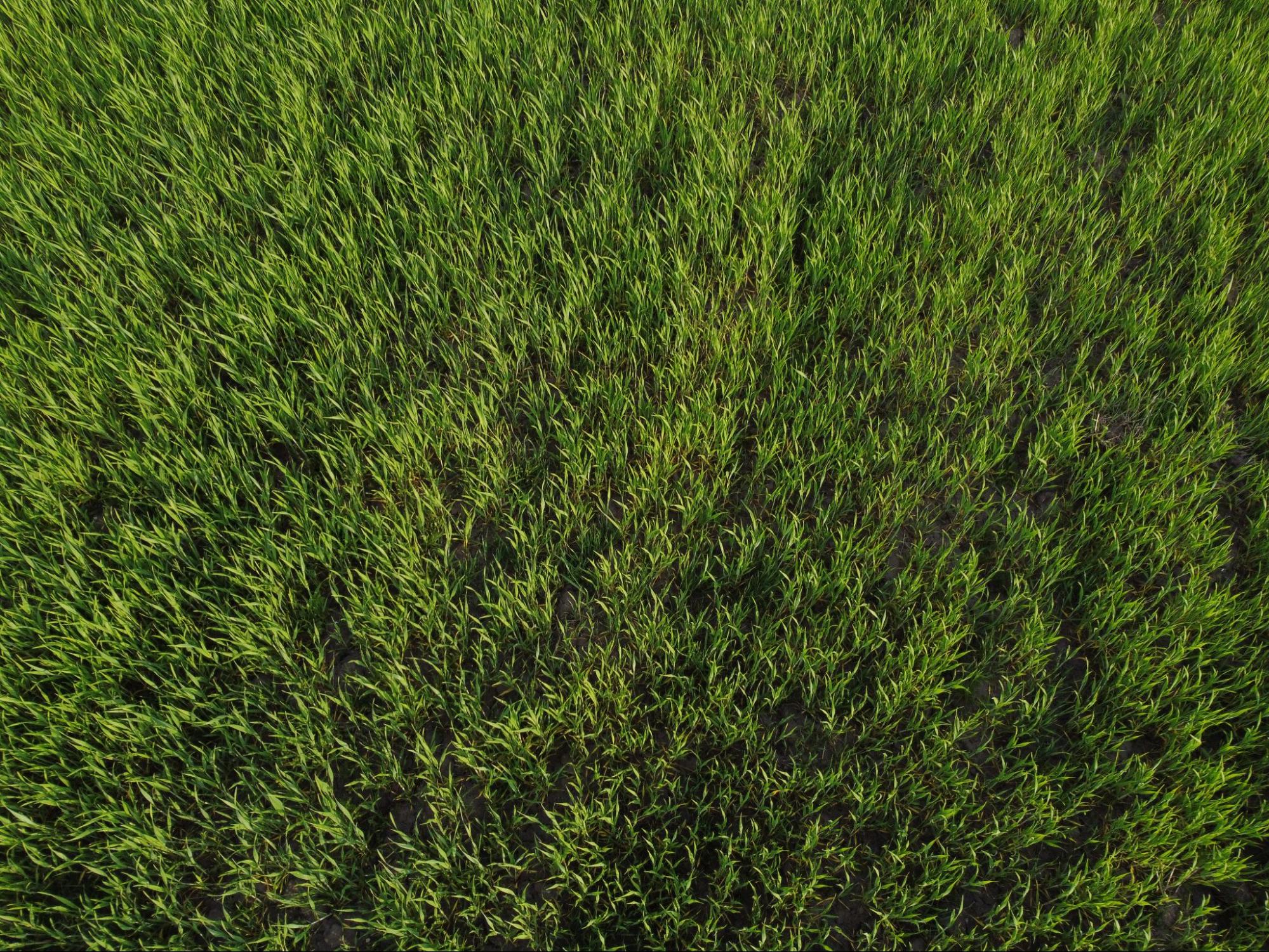 Lush green lawn grass showcasing healthy growth, relevant to lawn care tips for Atlanta homeowners on soil quality and turf maintenance.