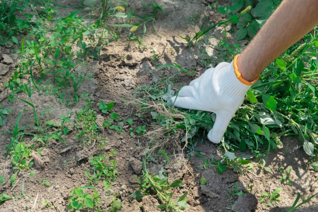 Organic Weed Control in Atlanta