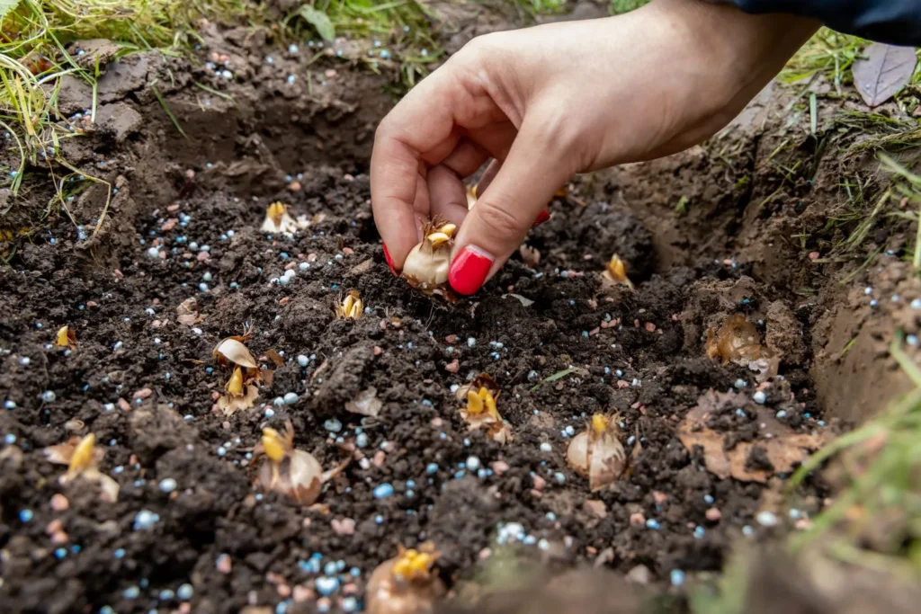 Overseeding or Full Reseed: Which Is Right for Your Atlanta Lawn?