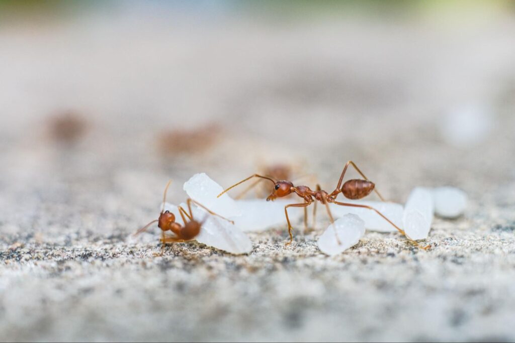 Your Ultimate Guide to Beating Fire Ants in Atlanta