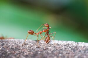 fire ant species in Atlanta
